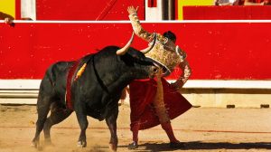 clem scott share bull fights gone bad photos
