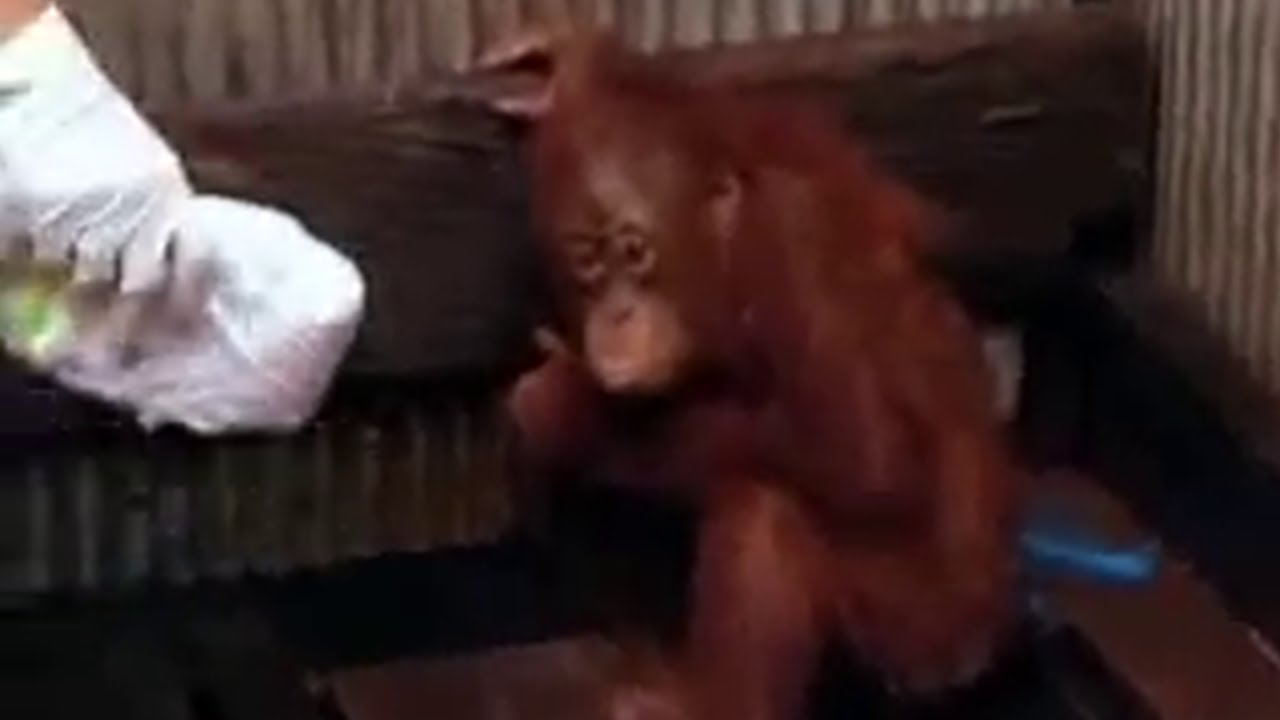albert manlulu recommends 3 orangutans 1 blender video pic