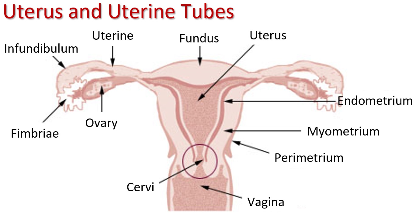 Best of Hitting the cervix