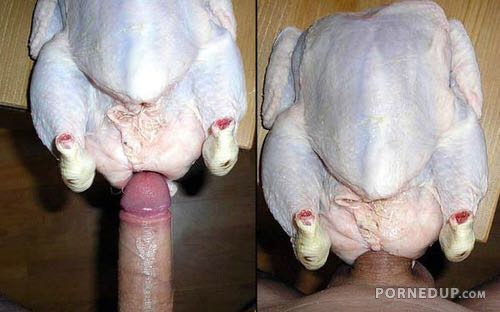 damian bialkowski add fucking a chicken porn photo