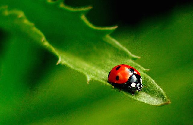 allie sealey recommends Pics Of Ladybug