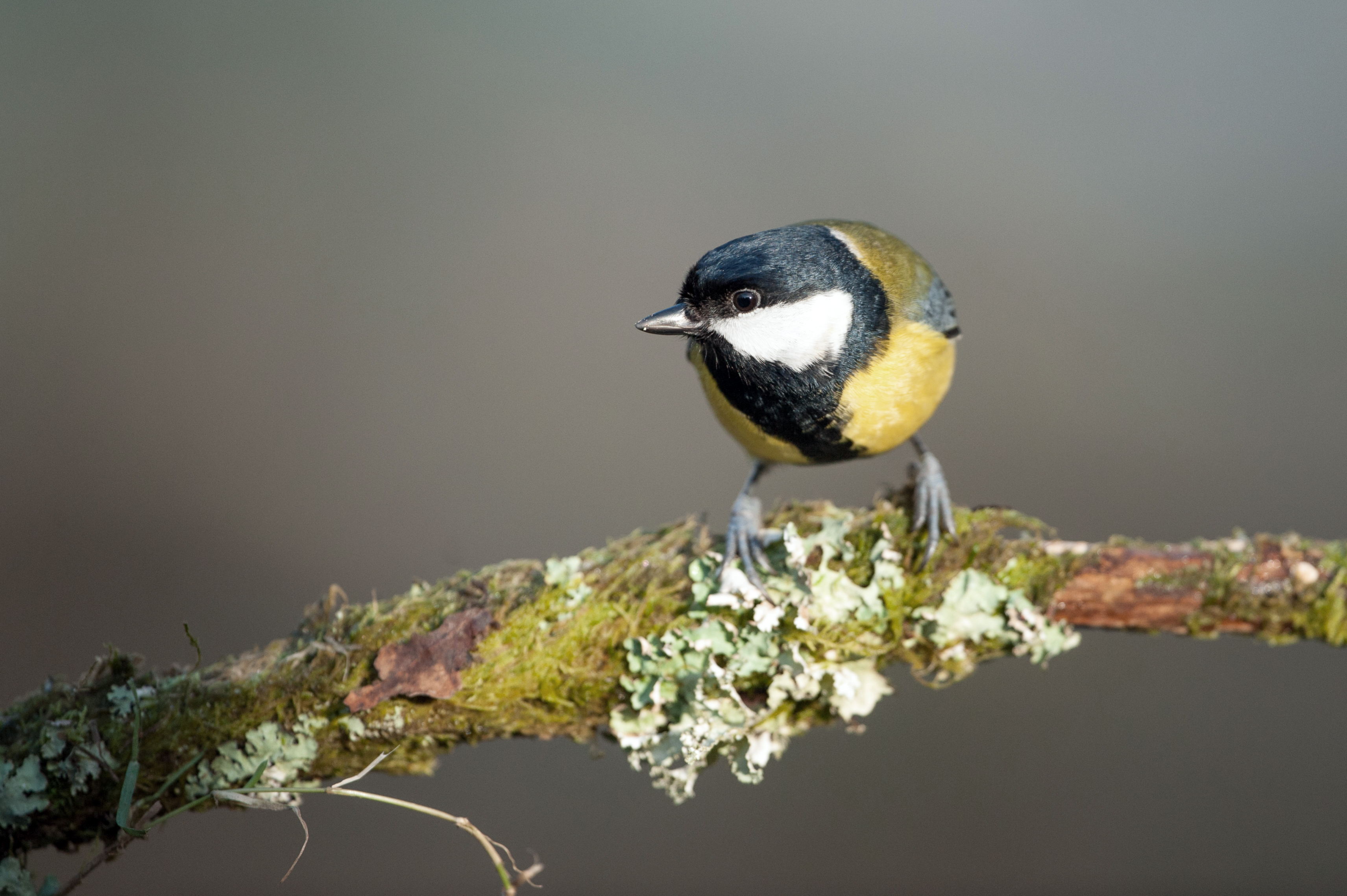 Great Tit Pics new toy