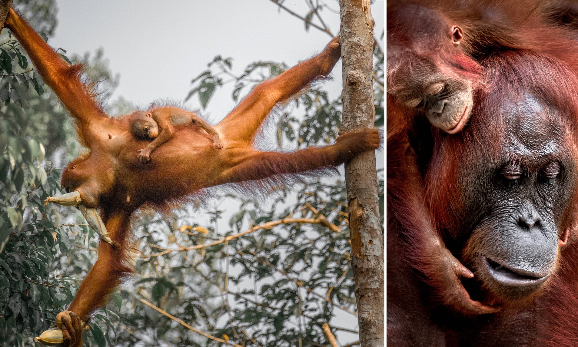 carmel warren recommends 3 orangutans 1 blender video pic
