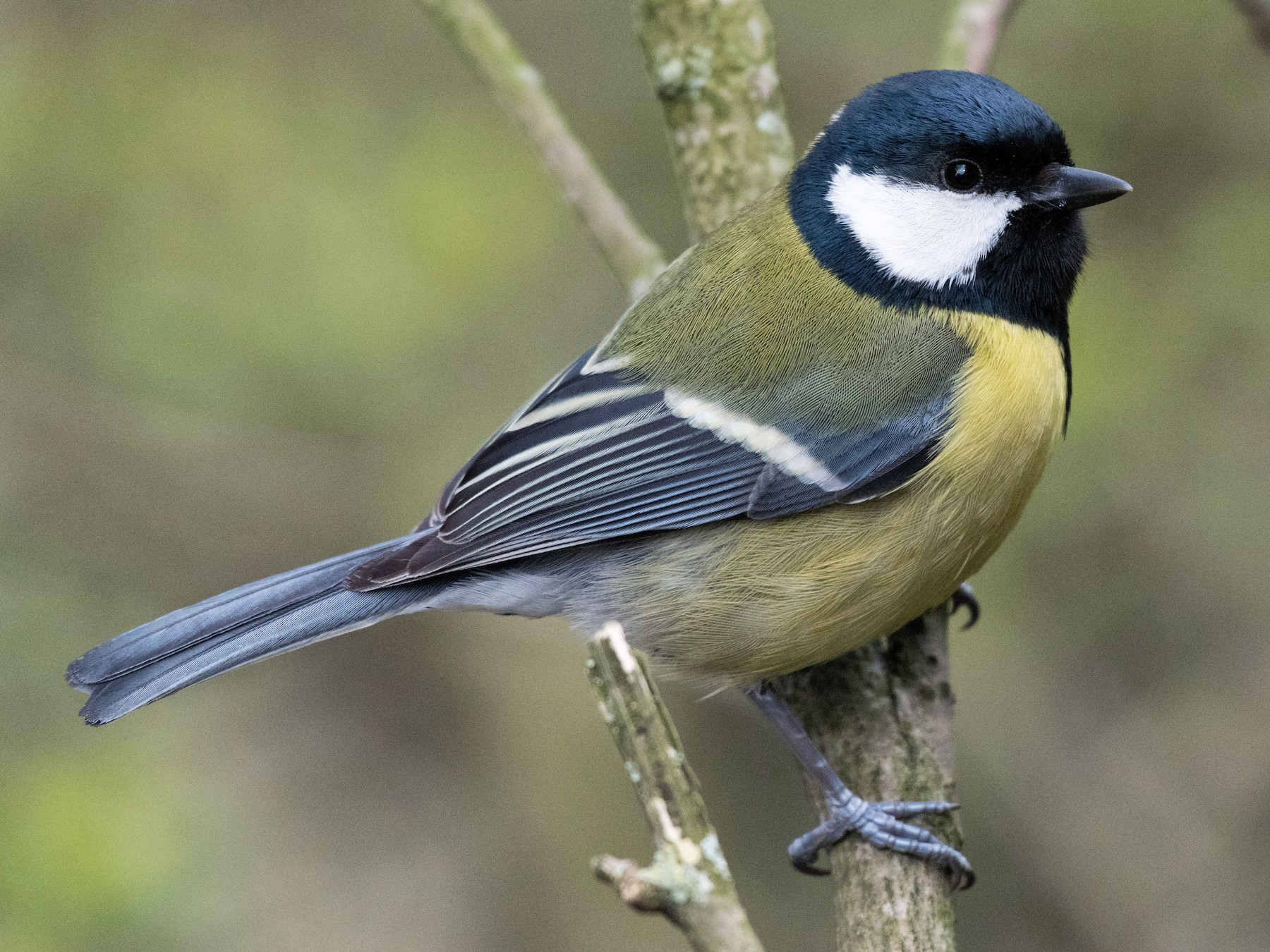 daron walton recommends great tit pics pic