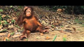 dottie moses add photo 3 orangutans 1 blender video
