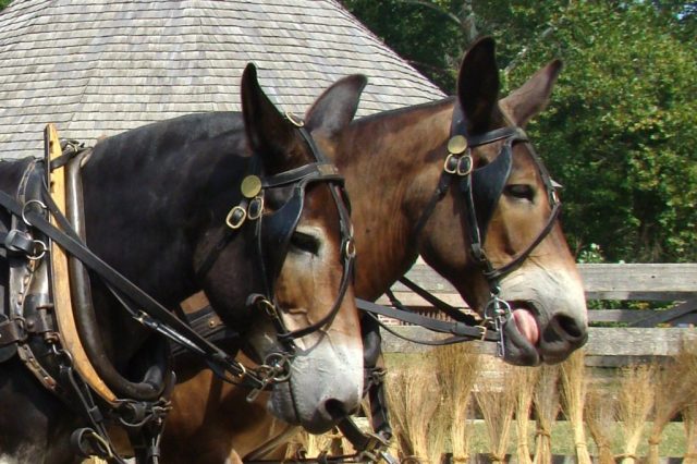 bradley gunn add las mulas de morena photo