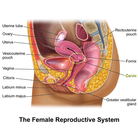 christopher turek recommends Hitting The Cervix