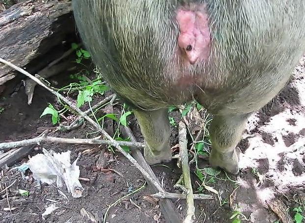 Pig Cums In Woman getting dped