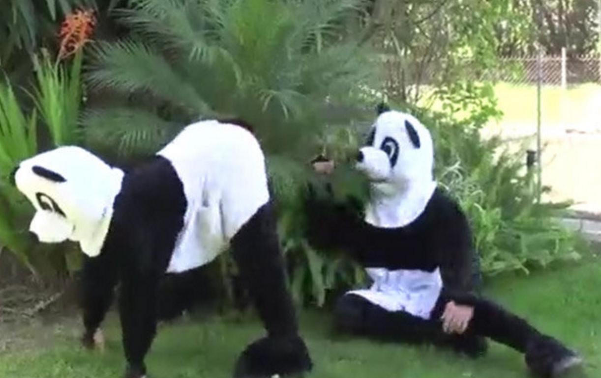 Best of Porn hub panda style