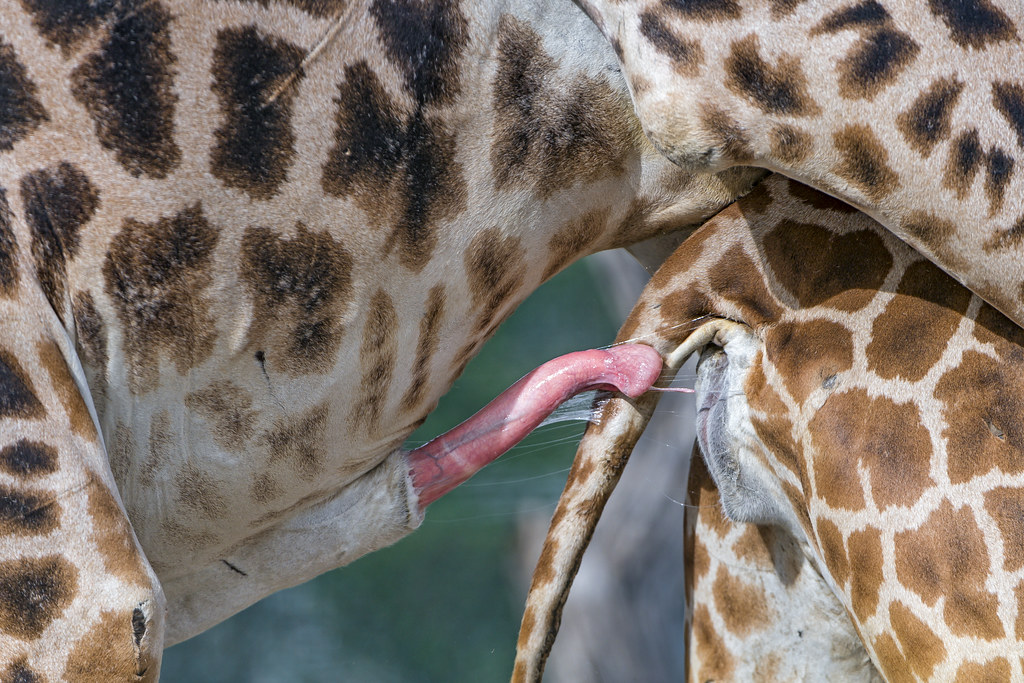 ashly grindstaff recommends how long is a giraffe penis pic