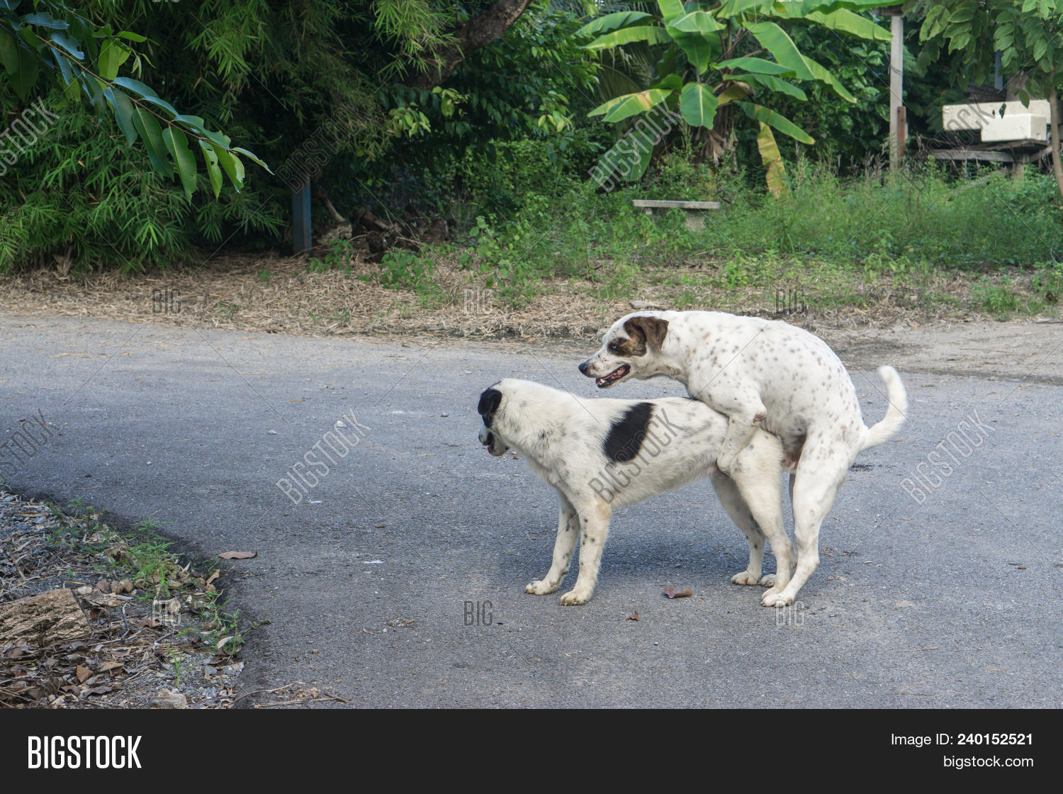 binal m shah recommends Free Sex With Dogs