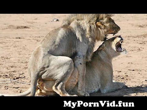 carleton raymond recommends Girl Fucked By Lion