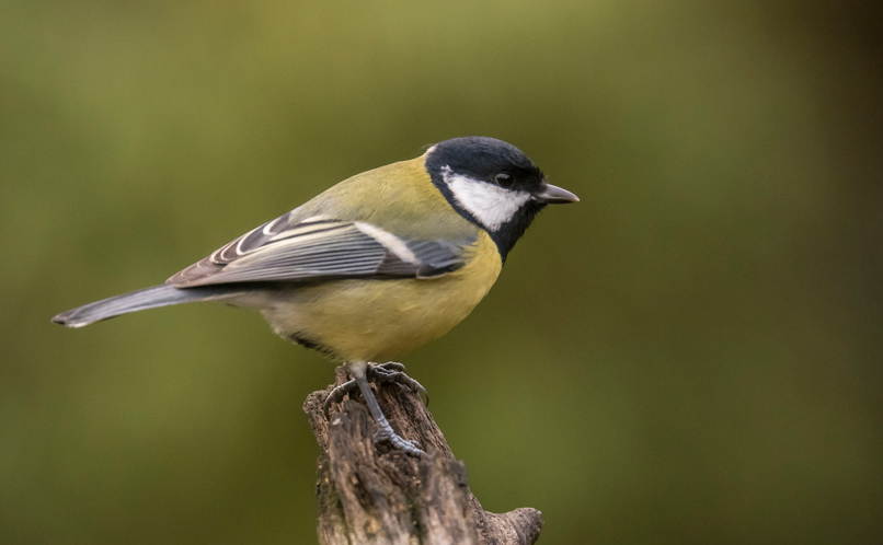 david rodney recommends Great Tit Pics