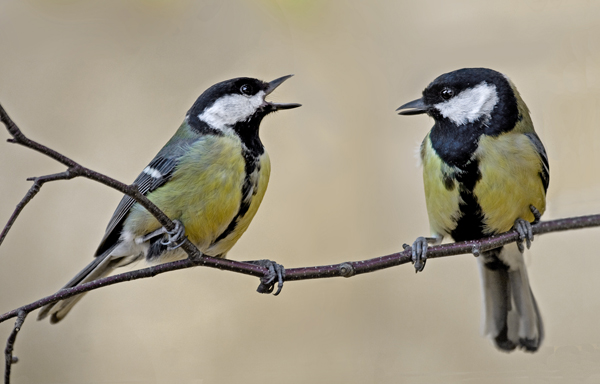 great tit pics