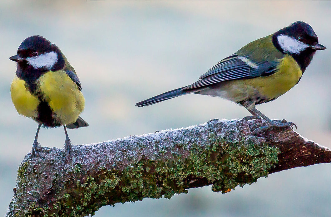 beverly sargent recommends great tit pics pic