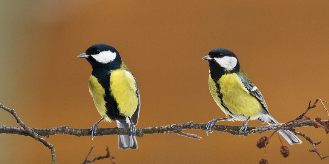 debajit das recommends Great Tit Pics