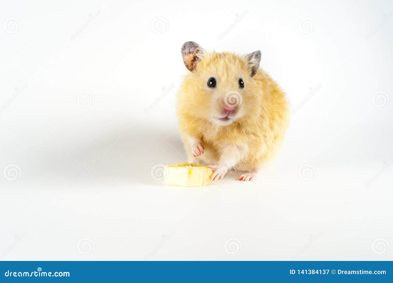 hamster eating banana