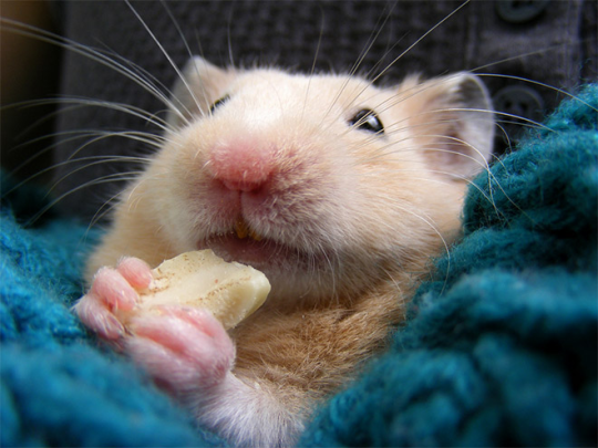 albert villalta share hamster eating banana photos