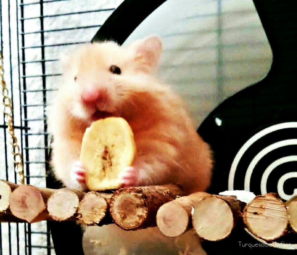 dani sal recommends Hamster Eating Banana