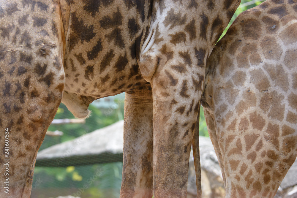 amber villarreal recommends how long is a giraffe penis pic