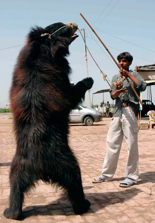 charith darshana add photo is dancing bear real