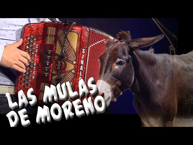 Best of Las mulas de morena