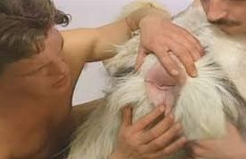 amber estabrooks share man fuck goat pussy photos