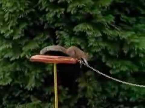 david lisweg recommends Mission Impossible Squirrel Edition