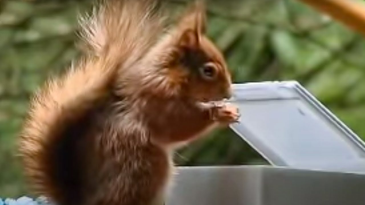Best of Mission impossible squirrel edition