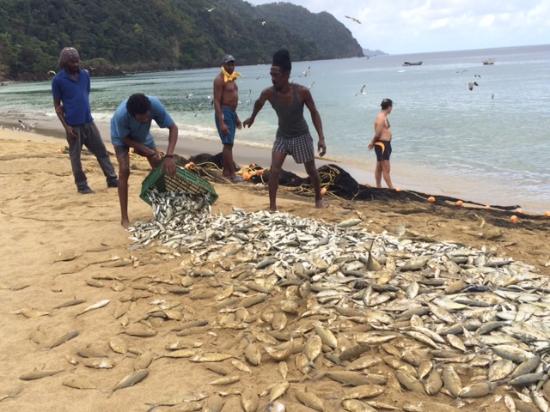 david de villiers add photo naturalist beach photos