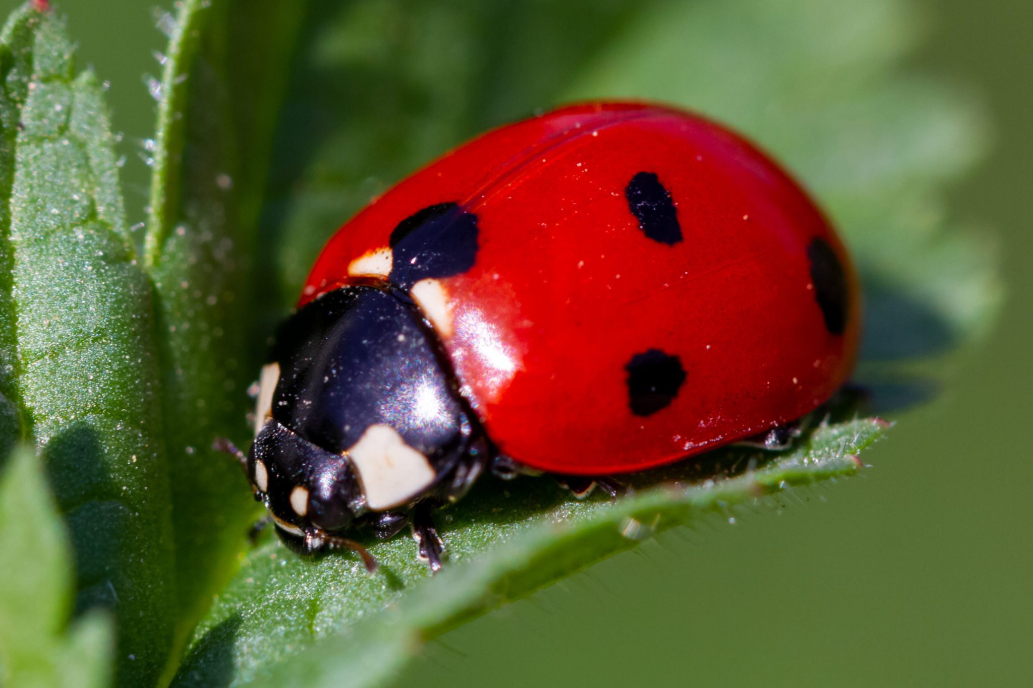 benjie roque recommends Pics Of Ladybug