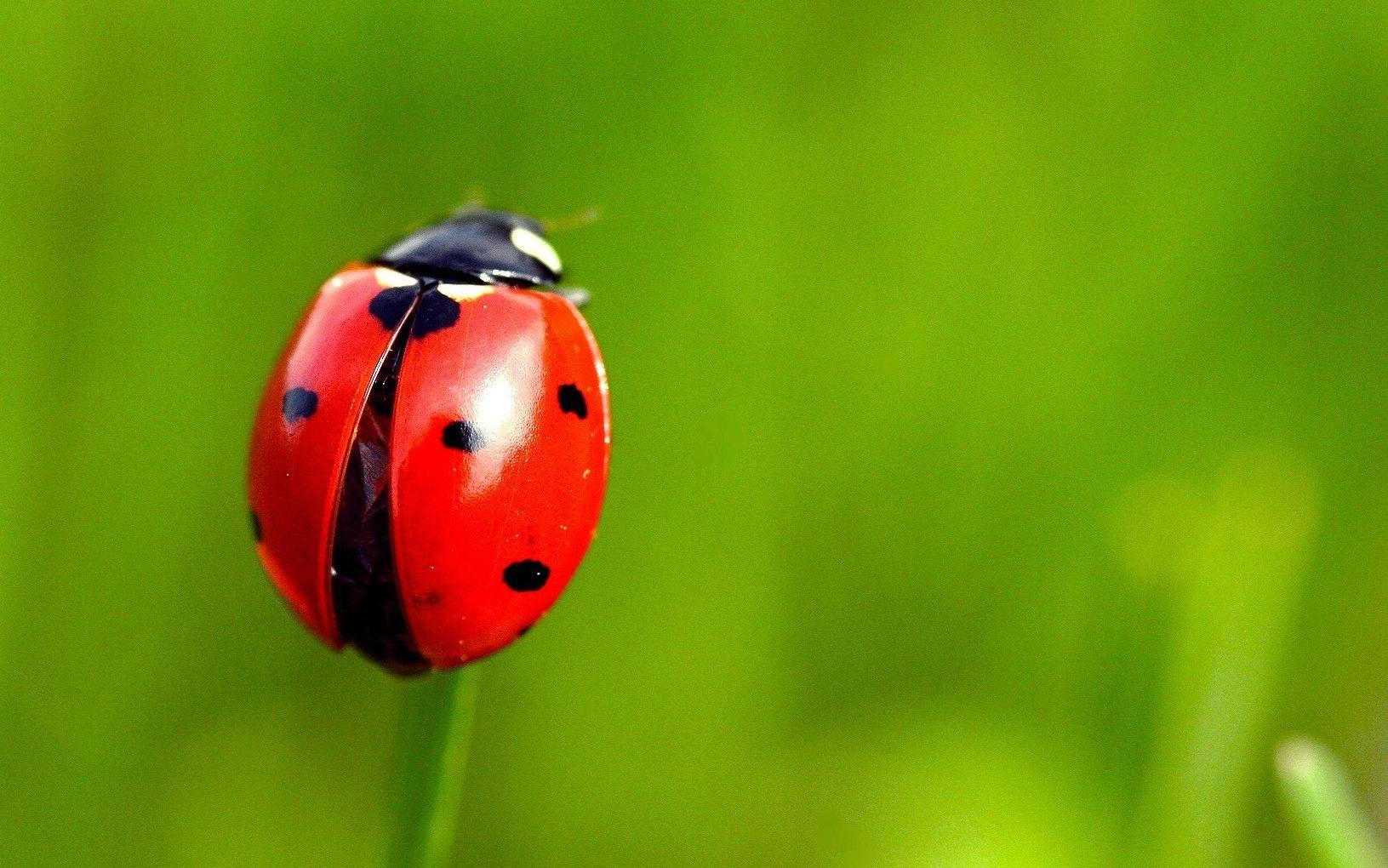 Best of Pics of ladybug