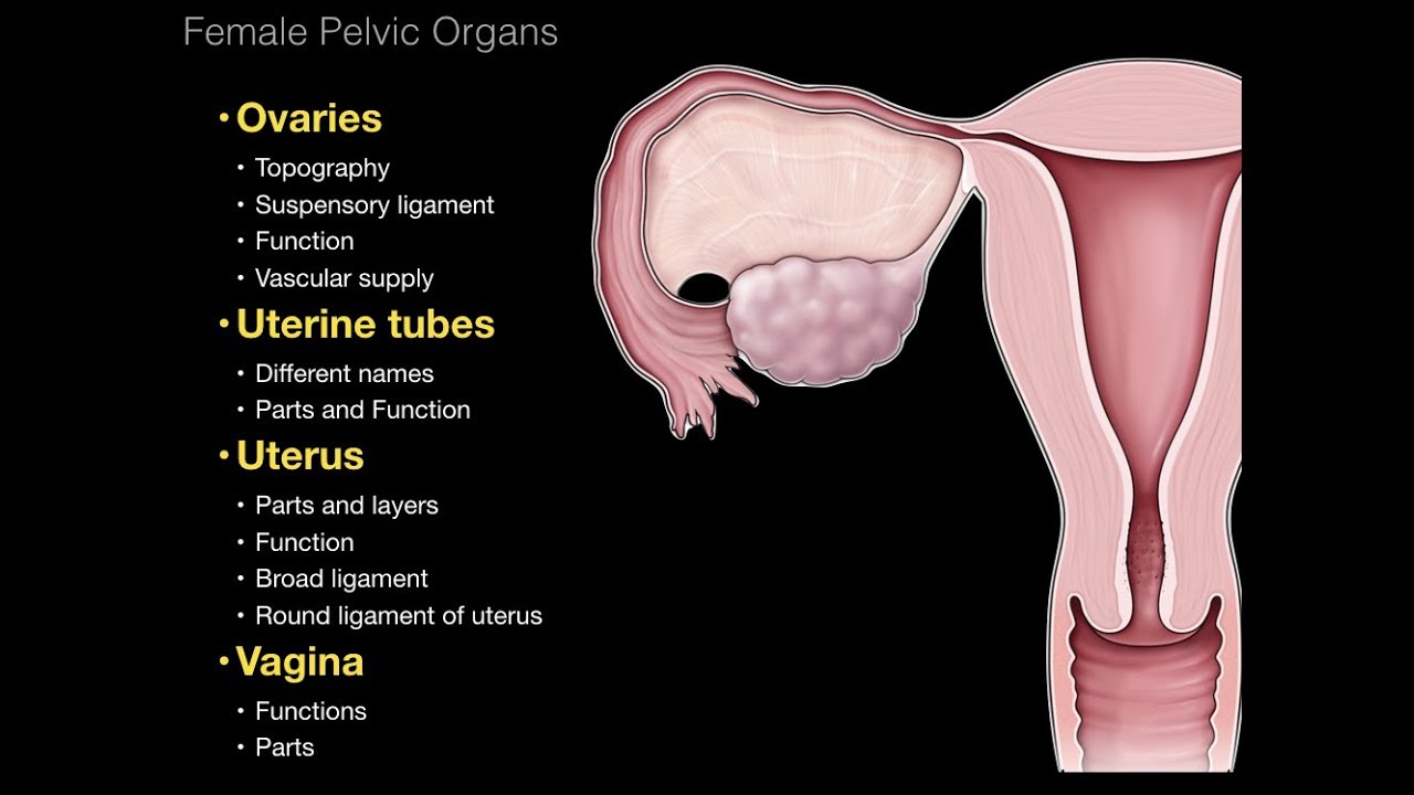 The Female Orgasm Tube shits herself