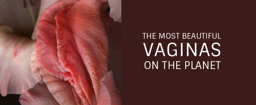 chong kok soon recommends The Most Beautiful Vagina