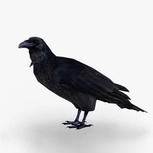 carolina albuquerque recommends White Crow Sfm